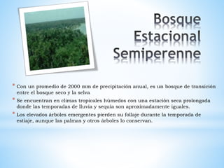 * Con un promedio de 2000 mm de precipitación anual, es un bosque de transición 
entre el bosque seco y la selva 
* Se encuentran en climas tropicales húmedos con una estación seca prolongada 
donde las temporadas de lluvia y sequía son aproximadamente iguales. 
* Los elevados árboles emergentes pierden su follaje durante la temporada de 
estiaje, aunque las palmas y otros árboles lo conservan. 
 