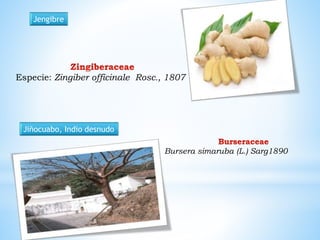 Jengibre 
Especie: Zingiber officinale Rosc., 1807 
Jiñocuabo, Indio desnudo 
Bursera simaruba (L.) Sarg1890 
 