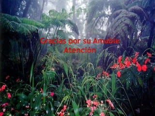 Biomas Mundiales: Bosques tropicales