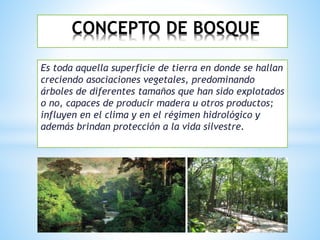 CONCEPTO DE BOSQUE 
Es toda aquella superficie de tierra en donde se hallan 
creciendo asociaciones vegetales, predominando 
árboles de diferentes tamaños que han sido explotados 
o no, capaces de producir madera u otros productos; 
influyen en el clima y en el régimen hidrológico y 
además brindan protección a la vida silvestre. 
 
