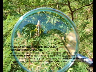 TÍTULO: LA INTIMIDAD DEL CHAPULÍN.
FECHA: NOVIEMBRE 26 DEL 2010.
La época de apareamiento de los chapulines coincidió con el 8º.
Campamento Científico realizado en la comunidad de Jalapa del Marqués,
Oaxaca; lo que permitió que los integrantes del taller de Entomología
pudiesen adquirir significativas experiencias en torno a esta disciplina
científica.
 