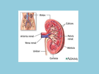 Irrigación y cateterismo vesical