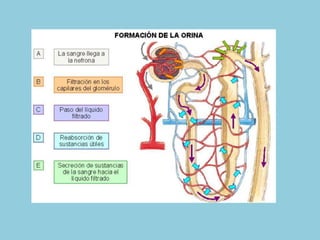 Irrigación y cateterismo vesical