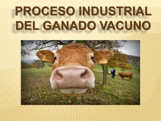 PROCESO INDUSTRIAL 
DEL GANADO VACUNO 
 