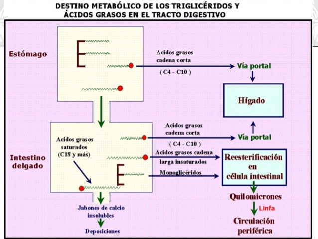 sugerencias de gran alcance en metabolismo de las proteínas