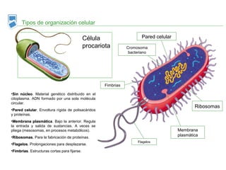 Tipos de organización celular
Célula
procariota
Pared celular
Membrana
plasmática
Cromosoma
bacteriano
Ribosomas
Flagelos
Fimbrias
•Sin núcleoSin núcleo. Material genético distribuido en el
citoplasma. ADN formado por una sola molécula
circular.
•Pared celularPared celular. Envoltura rígida de polisacáridos
y proteínas.
•Membrana plasmáticaMembrana plasmática. Bajo la anterior. Regula
la entrada y salida de sustancias. A veces se
pliega (mesosomas, en procesos metabólicos).
•RibosomasRibosomas. Para la fabricación de proteínas.
•FlagelosFlagelos. Prolongaciones para desplazarse.
•FimbriasFimbrias. Estructuras cortas para fijarse.
 