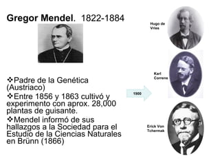 Gregor Mendel. 1822-1884
Padre de la Genética
(Austriaco)
Entre 1856 y 1863 cultivó y
experimento con aprox. 28,000
plantas de guisante.
Mendel informó de sus
hallazgos a la Sociedad para el
Estudio de la Ciencias Naturales
en Brünn (1866)
Erick Von
Tchermak
Karl
Correns
Hugo de
Vries
1900
 