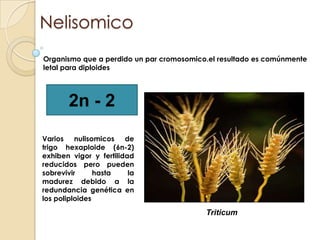 NelisomicoOrganismo que a perdido un par cromosomico.el resultado es comúnmente letal para diploides 2n - 2Varios nulisomicos de trigo hexaploide (6n-2) exhiben vigor y fertilidad reducidos pero pueden sobrevivir hasta la madurez debido a la redundancia genética en los poliploidesTriticum
