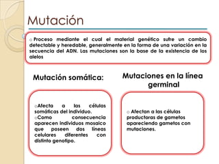MutaciónProceso mediante el cual el material genético sufre un cambio detectable y heredable, generalmente en la forma de una variación en la secuencia del ADN. Las mutaciones son la base de la existencia de los alelosMutaciones en la línea germinalMutación somática:Afecta a las células somáticas del individuo. 