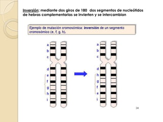 Inversión: mediante dos giros de 180° dos segmentos de nucleótidos de hebras complementarias se invierten y se intercambian