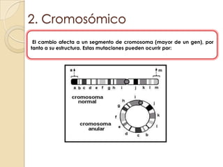 2. Cromosómico El cambio afecta a un segmento de cromosoma (mayor de un gen), por tanto a su estructura. Estas mutaciones pueden ocurrir por: