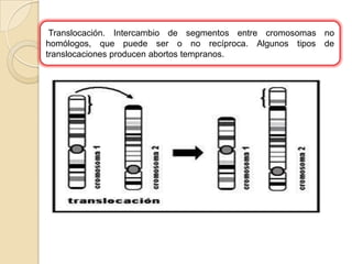 Translocación. Intercambio de segmentos entre cromosomas no homólogos, que puede ser o no recíproca. Algunos tipos de translocaciones producen abortos tempranos. 