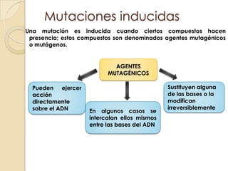 Desaminaciones oxidativas espontaneasDe citosina a uracilo y menos frecuentemente de adenina a hipoxantinaLa desaminación de la citosina metilada origina timinaDesaminaciones causadas por acido nitroso (HNO₂), Diseminaciones causadas por acido nitroso (HNO₂), que da lugar a nuevas disposiciones de emparejamiento de bases y a mutaciones. la citosina puede convertirse en uracilo, que se empareja con la adenina. La adenina puede convertirse en hipoxantina, que se empareja con la citosina. 