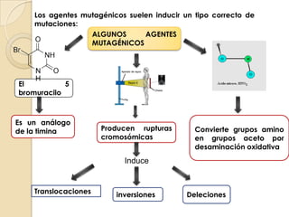 La molécula de ADN es 200 veces mas estables que la de ARN a esta hidrolisis.Hidrólisis de ésteres fosfóricos La ADN polimerasa de bacterias incorpora 1 error aproximadamente 1 error por cada 10,000 nucleótidos copiadosReplicación del ADNElla misma corrige sus propios fallos hasta una tasa de error de1/10⁷