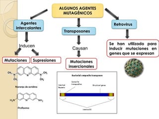 Causan uniones covalentes entre dos timinas consecutivas XerodermapigmentosaReparación denominado escisión-reparaciónParaliza la replicación Radiaciones ultravioletaTambién pueden actuar las enzimas del sistema de reparación por escisiónLa célula posee un mecanismo de fotorreactivacion La enzima fotorreactivante de reparar los daños se induce por luz solar.Representación del enlace y de la distorsión de un dímero de timina inducido por radiación UV