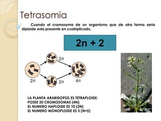 Tetrasomia         Cuando el cromosoma de un organismo que de otra forma seria  diploide esta presente en cuatriplicado.2n + 2 LA PLANTA ARABIDOPSIS ES TETRAPLOIDE.POSEE 20 CROMOSOMAS (4N)EL NUMERO HAPLOIDE ES 10 (2N)EL NUMERO MONOPLOIDE ES 5 (N=5)