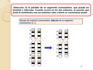 Delección: Es la pérdida de un segmento cromosómico, que puede ser terminal o intercalar. Cuando ocurre en los dos extremos, la porción que porta el centrómero une sus extremos rotos y forma un cromosoma anular .