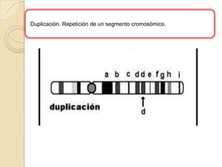 Duplicación. Repetición de un segmento cromosómico.