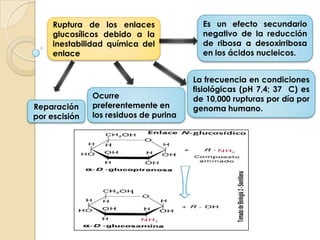 Elementos genéticos transponibles. 2. Mutaciones espontaneas Las mutaciones espontáneas son alteraciones en la molécula de ADN que ocurren con cierta frecuencia de manera natural.Entre los distintos tipos encontramos:Ruptura de los enlaces glucosílicos debido a la inestabilidad química del enlace.