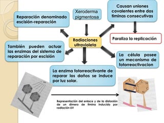 Replicación del ADN