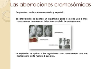 Las aberraciones cromosómicas    Se pueden clasificar en aneuploidía y euploidia.    La aneuploidía es cuando un organismo gana o pierde uno o mas cromosomas, pero no una dotación completa de cromosomas.   La euploidía se aplica a los organismos con cromosomas que son múltiplos de cierto numero básico (n).
