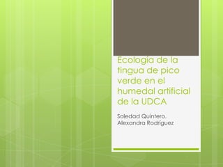 Ecología de la
tingua de pico
verde en el
humedal artificial
de la UDCA
Soledad Quintero.
Alexandra Rodríguez
 