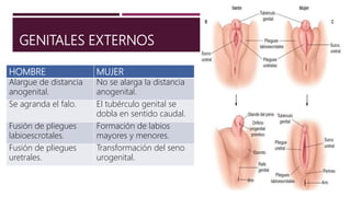 GENITALES EXTERNOS
HOMBRE MUJER
Alargue de distancia
anogenital.
No se alarga la distancia
anogenital.
Se agranda el falo. El tubérculo genital se
dobla en sentido caudal.
Fusión de pliegues
labioescrotales.
Formación de labios
mayores y menores.
Fusión de pliegues
uretrales.
Transformación del seno
urogenital.
 