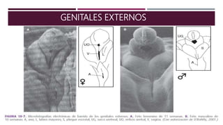 GENITALES EXTERNOS
 