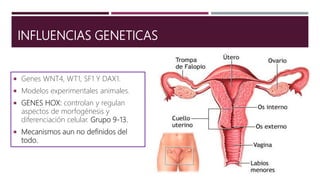INFLUENCIAS GENETICAS
 Genes WNT4, WT1, SF1 Y DAX1.
 Modelos experimentales animales.
 GENES HOX: controlan y regulan
aspectos de morfogénesis y
diferenciación celular. Grupo 9-13.
 Mecanismos aun no definidos del
todo.
 