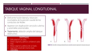 TABIQUE VAGINAL LONGITUDINAL
 Deficiente fusión lateral y resorción
incompleta de la porción caudal de los
conductos de Muller.
 Aparece con duplicación cervical o uterina
y anomalías anorrectales.
 Tratamiento: ablación amplia del tabique
obstructivo.
SINTOMAS
• Dificultad en el coito.
• Dolor vaginal y pélvico unilateral cada
mes.
• Masa vaginal y pélvica de un lado.
• Agenesia renal del mismo lado
(OHVIRA).
 
