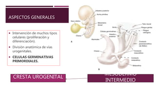 ASPECTOS GENERALES
 Intervención de muchos tipos
celulares (proliferación y
diferenciación).
 División anatómica de vías
urogenitales.
 CELULAS GERMINATIVAS
PRIMORDIALES.
MESODERMO
INTERMEDIO
CRESTA UROGENITAL
 