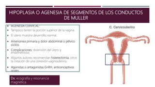  AGENESIA CERVICAL:
 Tampoco tienen la porción superior de la vagina.
 El útero muestra desarrollo normal.
 Amenorrea primaria y dolor abdominal o pélvico
cíclico.
 Complicaciones: distensión del útero y
endometriosis.
 Algunos autores recomiendan histerectomía, otros
la creación de una conexión vaginouterina.
 Agonistas o antagonistas GnRH, anticonceptivos
orales.
HIPOPLASIA O AGENESIA DE SEGMENTOS DE LOS CONDUCTOS
DE MULLER
Dx: ecografía y resonancia
magnética.
 