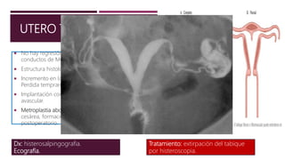 UTERO TABICADO
 No hay regresión de segmentos mediales de los
conductos de Muller fusionados.
 Estructura histológica fibrosa o fibromuscular.
 Incremento en las cifras de aborto espontaneo (42%).
Perdida temprana.
 Implantación completa o parcial en un tabique
avascular.
 Metroplastia abdominal: necesidad de practicar
cesárea, formación de adherencias pélvicas en el
postoperatorio.
Dx: histerosalpingografia.
Ecografía.
Tratamiento: extirpación del tabique
por histeroscopia.
 