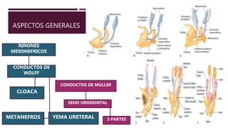 ASPECTOS GENERALES
RIÑONES
MESONEFRICOS
CONDUCTOS DE
WOLFF
CLOACA
YEMA URETERALMETANEFROS
CONDUCTOS DE MULLER
SENO UROGENITAL
3 PARTES
 
