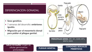 DIFERENCIACION GONADAL
 Sexo genético.
 7 semanas del desarrollo: embriones
iguales.
 Migración por el mesenterio dorsal
para poblar el pliegue genital.
SACO VITELINO: origen de
células germinativas
primordiales
PLIEGUE GENITAL
CORDONES SEXUALES
PRIMITIVOS
PRINCIPALES GENES: SRY, SF1, SOX9, WT1,
WNT4, DAX1.
 