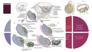 DIFERENACION GONADAL
Células de
Sertoli
Cordones
testiculares
Células de la
región
medular.
Células de
Leydig (15-18
semanas)
Cordones
sexuales
secundarios
Estimulación
por la FSH.
Ausencia de
cordones
testiculares.
Regresión de la
zona medular.
HORMONA
ANTIMULLERIANA:
regresión del sistema
paramesonefrico
ipsilateral
GUBERNACULUM
TESTIS
6-7 millones de
células germinales.
DETENCION DE LA
MEIOSIS 1.
 