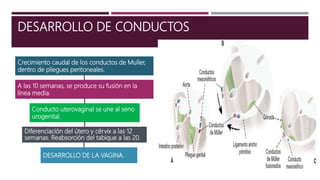 DESARROLLO DE CONDUCTOS
Crecimiento caudal de los conductos de Muller,
dentro de pliegues peritoneales.
A las 10 semanas, se produce su fusión en la
línea media.
Conducto uterovaginal se une al seno
urogenital.
Diferenciación del útero y cérvix a las 12
semanas. Reabsorción del tabique a las 20.
DESARROLLO DE LA VAGINA.
 