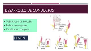 DESARROLLO DE CONDUCTOS
 TUBERCULO DE MULLER.
 Bulbos sinovaginales.
 Canalización completa.
HIMEN
 