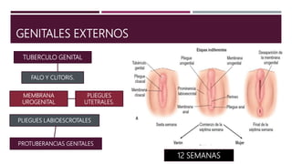 GENITALES EXTERNOS
PROTUBERANCIAS GENITALES
TUBERCULO GENITAL
PLIEGUES LABIOESCROTALES
FALO Y CLITORIS.
MEMBRANA
UROGENITAL
12 SEMANAS
PLIEGUES
UTETRALES.
 