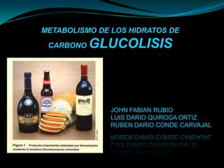 METABOLISMO DE LOS HIDRATOS DE

 CARBONO   GLUCOLISIS



               JOHN FABIAN RUBIO
               LUIS DARIO QUIROGA ORTIZ
               RUBEN DARIO CONDE CARVAJAL
 