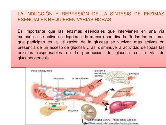 Expo,, gluconeogenesis y control de la glucosa en la sangre Expo,, gluconeogenesis y control de la glucosa en la sangre