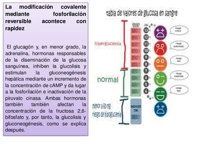 Expo,, gluconeogenesis y control de la glucosa en la sangre Expo,, gluconeogenesis y control de la glucosa en la sangre