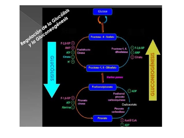 Expo,, gluconeogenesis y control de la glucosa en la sangre Expo,, gluconeogenesis y control de la glucosa en la sangre