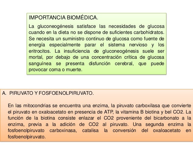 Expo,, gluconeogenesis y control de la glucosa en la sangre Expo,, gluconeogenesis y control de la glucosa en la sangre