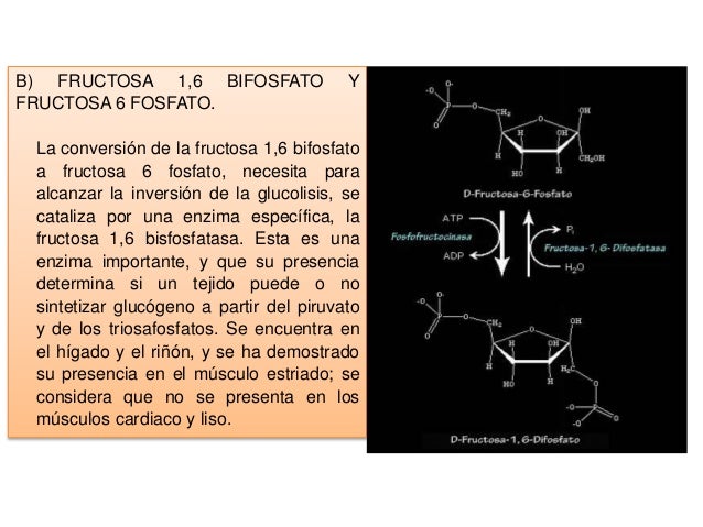 Expo,, gluconeogenesis y control de la glucosa en la sangre Expo,, gluconeogenesis y control de la glucosa en la sangre