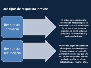 Dos tipos de respuesta inmune
Respuesta
primaria
Respuesta
secundaria
El antígeno proporciona la
información necesaria para la
"memoria" a dichos anticuerpos,
de tal forma que la nueva
exposición a dicho antígeno
produciría reconocimiento y
rechazo al mismo.
Ocurre con segunda exposición
al antígeno, es una respuesta
inmune severa con aparición
principalmente de IgG que una
vez producido pueden persistir
en la circulación en niveles
detectables por muchos años,
 