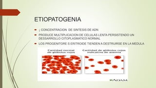 ETIOPATOGENIA
 ↓ CONCENTRACION DE SINTESIS DE ADN
 PRODUCE MULTIPLICACION DE CELULAS LENTA PERSISTENDO UN
DESSARROLLO CITOPLASMATICO NORMAL
 LOS PROGENITORE S ERITROIDE TIENDEN A DESTRUIRSE EN LA MEDULA
 