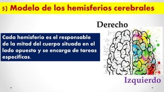 Cada hemisferio es el responsable
de la mitad del cuerpo situada en el
lado opuesto y se encarga de tareas
específicas.
5) Modelo de los hemisferios cerebrales
Derecho
Izquierdo
 
