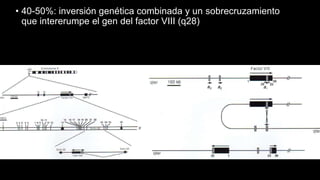 • 40-50%: inversión genética combinada y un sobrecruzamiento
que intererumpe el gen del factor VIII (q28)
 