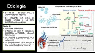 Etiología
• Se da en 1 de cada 25000 a
30000 varones nacidos.
• Se encuentra en todos los
grupos étnicos y no tiene
predilección geográfica
Factor IX:
• Vitamina K dependiente.
• Deficiencia de factor IX produce una
conversión retrasada de la
protrombina en trombina, tendencia
hemorrágica.
• La hemofilia B puede resultar de la
ausencia o la disfunción de moléculas
de factor IX.
• La gravedad clínica de la hemofilia B
se correlaciona aproximadamente con
la actividad funcional del factor IX.
 
